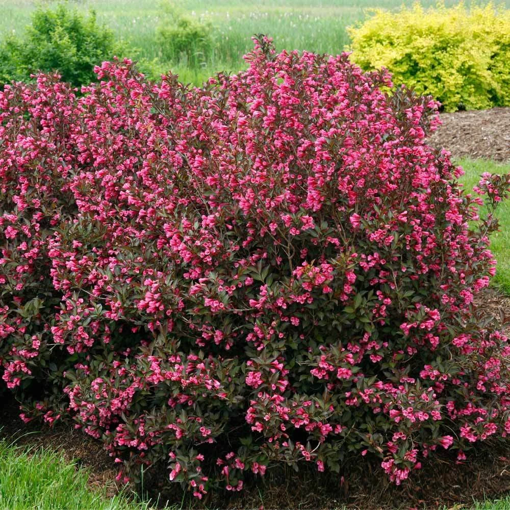 Wine & Roses® Weigela Shrub 3 Wine & Roses® Weigela Shrub - Image 3