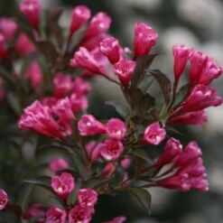 Wine & Roses® Weigela Shrub 8 Wine & Roses® Weigela Shrub -Flowering Trees Sales Wine and Roses Weigela 3 FGT