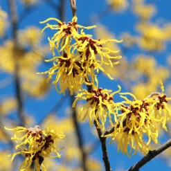 Common Witch Hazel Shrub -Flowering Trees Sales Witch Hazel 1