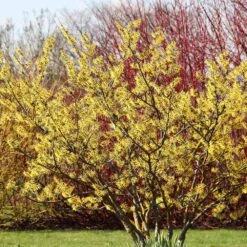 Common Witch Hazel Shrub -Flowering Trees Sales Witch Hazel 6
