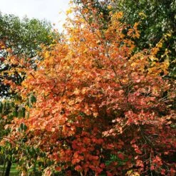 Common Witch Hazel Shrub -Flowering Trees Sales Witch Hazel 7