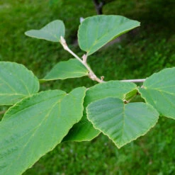 Diane Witch Hazel Shrub 8 Diane Witch Hazel Shrub -Flowering Trees Sales Witch Hazel Diane 2