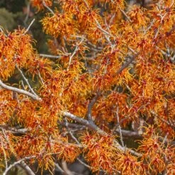 Jelena Witch Hazel Shrub -Flowering Trees Sales Witch Hazel Jelena 1