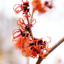 Jelena Witch Hazel Shrub -Flowering Trees Sales Witch Hazel Jelena 2