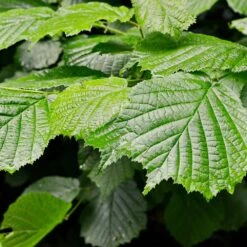 Jelena Witch Hazel Shrub -Flowering Trees Sales Witch Hazel Jelena 4