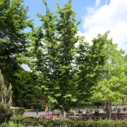 Jelena Witch Hazel Shrub -Flowering Trees Sales Witch Hazel Jelena 6