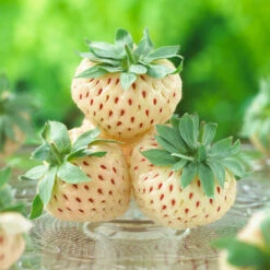 Pineberry 9 Pineberry -Flowering Trees Sales Wonderful Pineberry 8