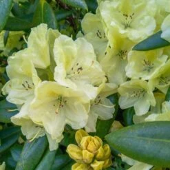 Yellow Rhododendron 5 Yellow Rhododendron -Flowering Trees Sales Yellow Rhododendron 2 FGT