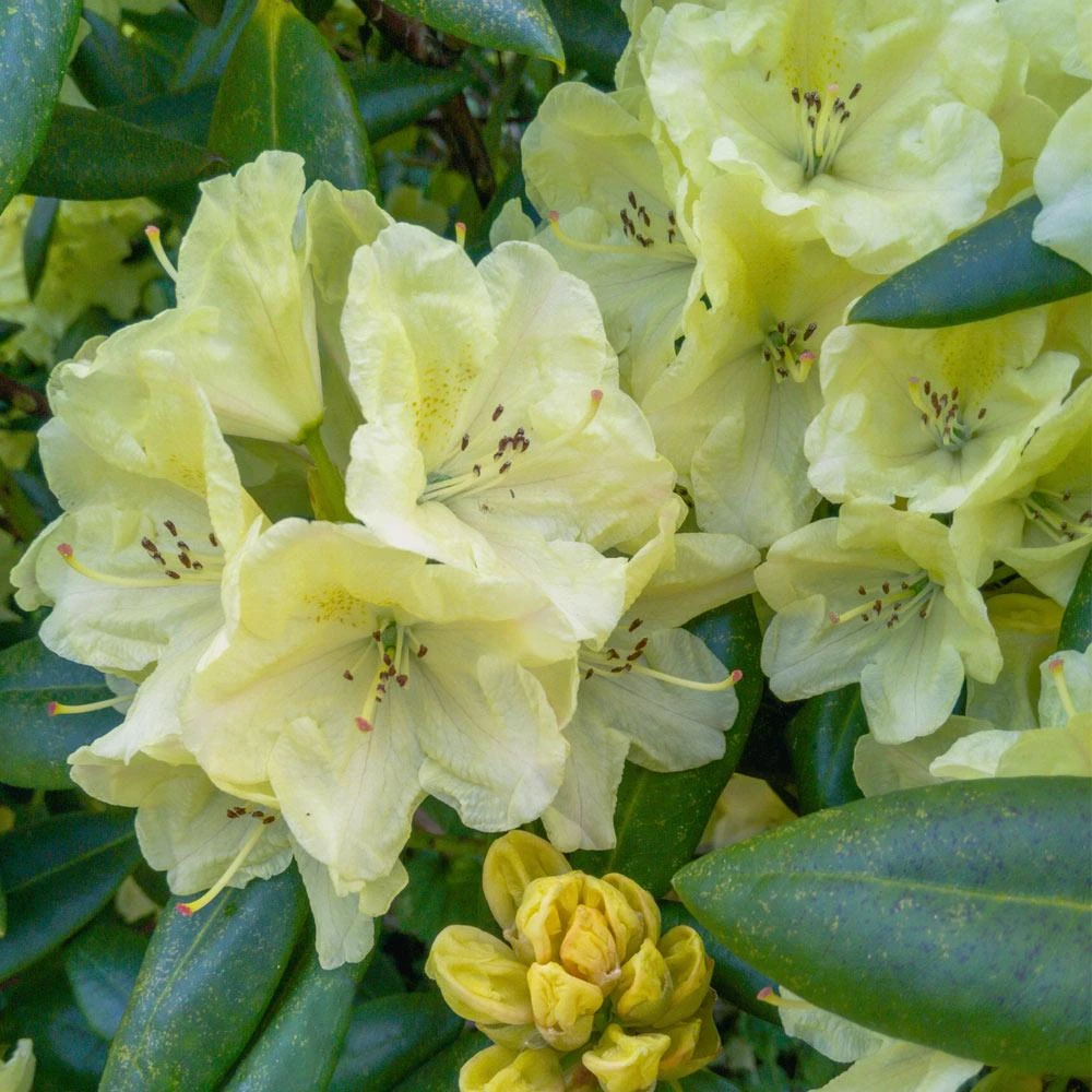 Yellow Rhododendron 3 Yellow Rhododendron - Image 3