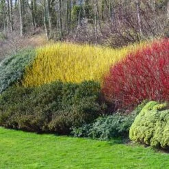 Yellow Twig Dogwood Shrub -Flowering Trees Sales Yellow Twig Dogwood 1