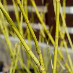 Yellow Twig Dogwood Shrub -Flowering Trees Sales Yellow Twig Dogwood 4 FGT