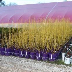 Yellow Twig Dogwood Shrub -Flowering Trees Sales Yellow Twig Dogwood 8