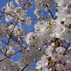 Yoshino Cherry Tree 7 Yoshino Cherry Tree -Flowering Trees Sales Yoshino Cherry 4 FGT