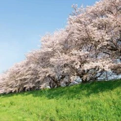 Yoshino Cherry Tree 8 Yoshino Cherry Tree -Flowering Trees Sales Yoshino Cherry 7 FGT