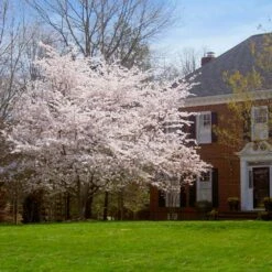 Yoshino Cherry Tree 9 Yoshino Cherry Tree -Flowering Trees Sales Yoshino Cherry 8 FGT