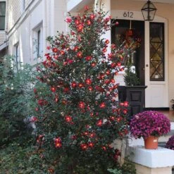 Yuletide Camellia 7 Yuletide Camellia -Flowering Trees Sales Yuletide Camellia 4 BB