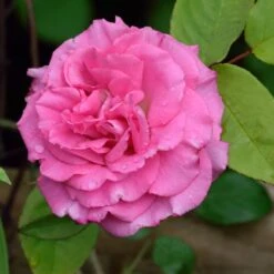 Zephirine Drouhin Climbing Rose 5 Zephirine Drouhin Climbing Rose -Flowering Trees Sales Zephirine Drouhin Rose 1 FGT