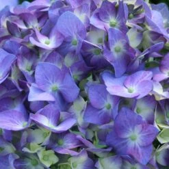 Let's Dance® Blue Jangles Hydrangea Shrub -Flowering Trees Sales hydrangea lets dance blue jangles 3