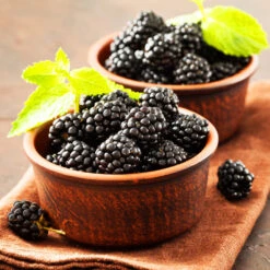 Kiowa Blackberry Bush -Flowering Trees Sales kiowa blackberry 3