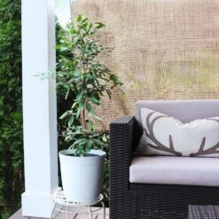 Miracle Berry Plant 8 Miracle Berry Plant -Flowering Trees Sales mIRACLE bERRY 4 FGT