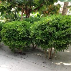 Miracle Berry Plant 9 Miracle Berry Plant -Flowering Trees Sales mIRACLE bERRY 6