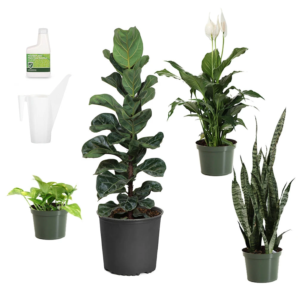 New Apartment House Plant Kit 2 New Apartment House Plant Kit - Image 2
