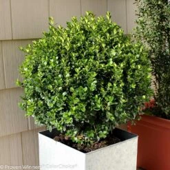 Sprinter® Boxwood Shrub -Flowering Trees Sales sprinter boxwood 2 FGT