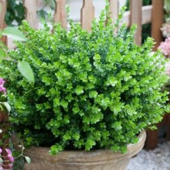 Sprinter® Boxwood Shrub -Flowering Trees Sales sprinter boxwood 3