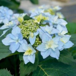 Tuff Stuff Ah-Ha® Hydrangea Shrub -Flowering Trees Sales tuff stuff ah ha hydrangea 3