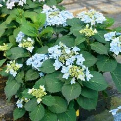 Tuff Stuff Ah-Ha® Hydrangea Shrub -Flowering Trees Sales tuff stuff ah ha hydrangea 4