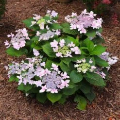 Tuff Stuff Ah-Ha® Hydrangea Shrub -Flowering Trees Sales tuff stuff ah ha hydrangea 7 FGT