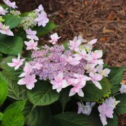 Tuff Stuff Ah-Ha® Hydrangea Shrub -Flowering Trees Sales tuff stuff ah ha hydrangea 8