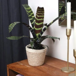 Zebra Plant In Decorative Pot 13 Zebra Plant In Decorative Pot -Flowering Trees Sales zebra jute 4