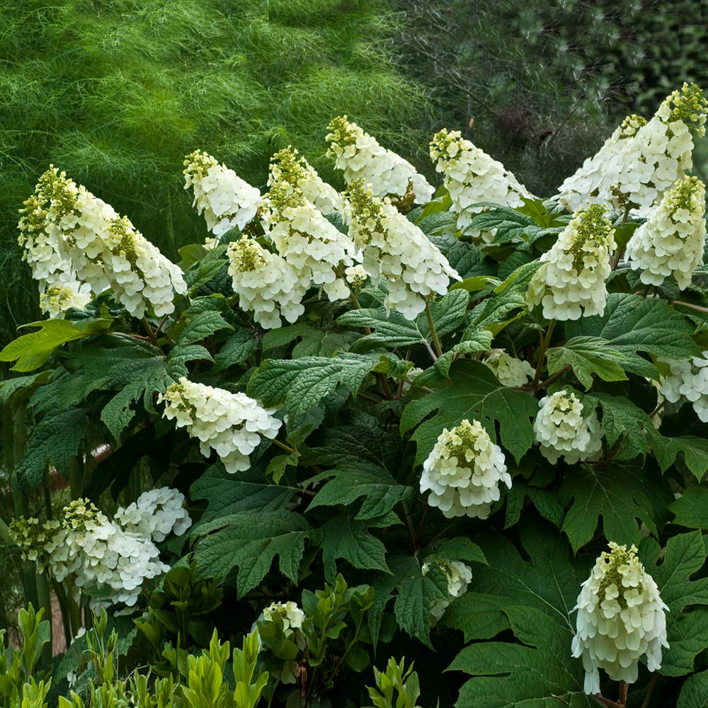 Flowering Trees Sales -Flowering Trees Sales Alice Oakleaf Hydrangea 1 FGT