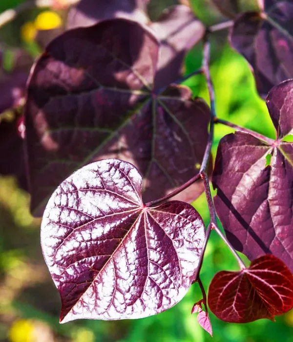 Flowering Trees Sales 21 Flowering Trees Sales -Flowering Trees Sales Black Pearl Redbud Tree 1 jpg webp