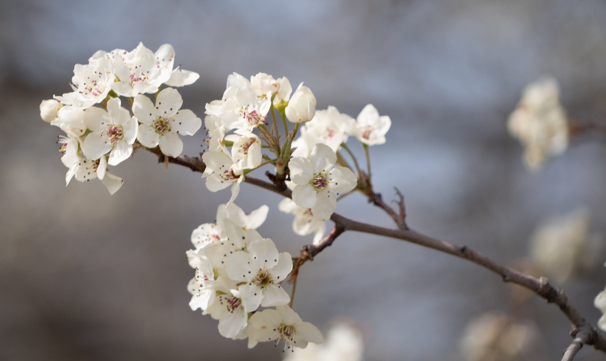 Flowering Trees Sales -Flowering Trees Sales SpringFloweringTreesWhitePear