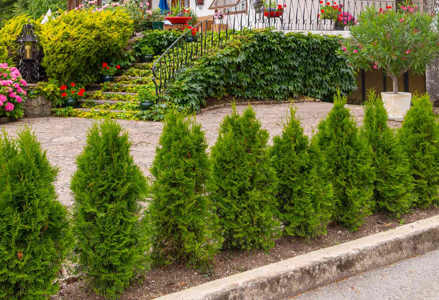 Flowering Trees Sales -Flowering Trees Sales fast growing shrubs for privacy hedges specimens 4767365 10 Arborvitae 038fcc2a312c4fe8a7084bb29ced3981